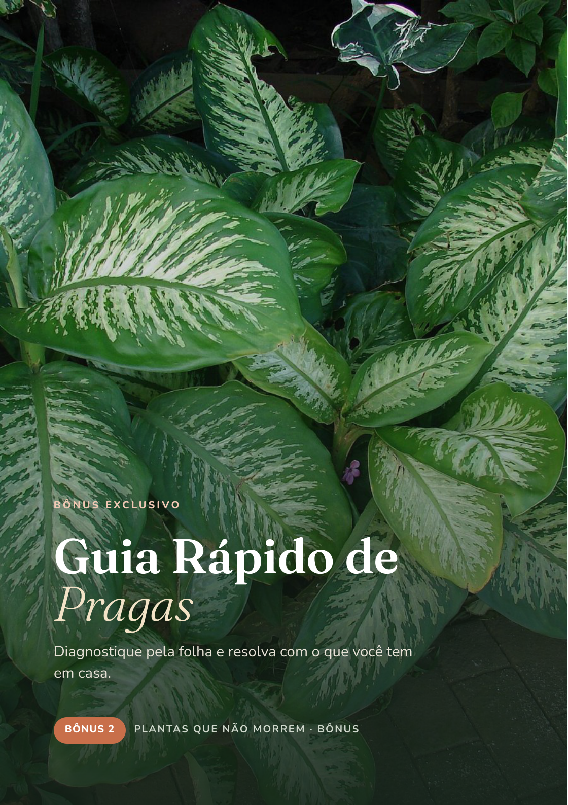 Capa do bônus Guia Rápido de Pragas