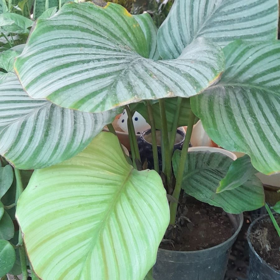 Folhagens tropicais