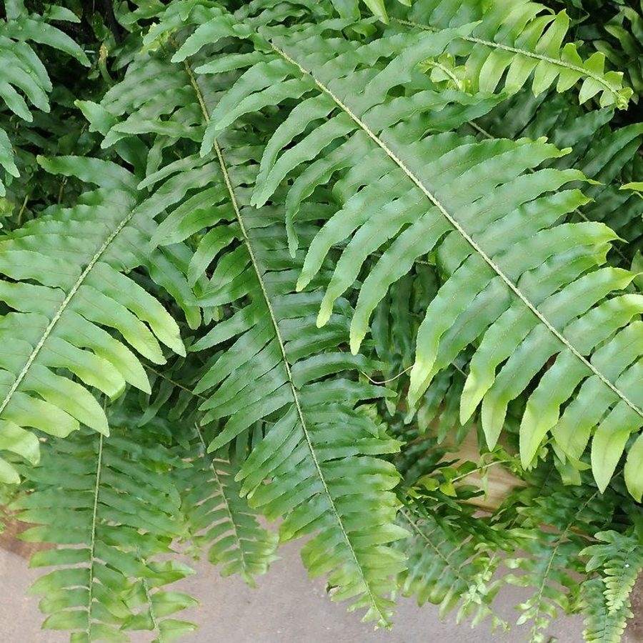 Plantas que gostam de umidade
