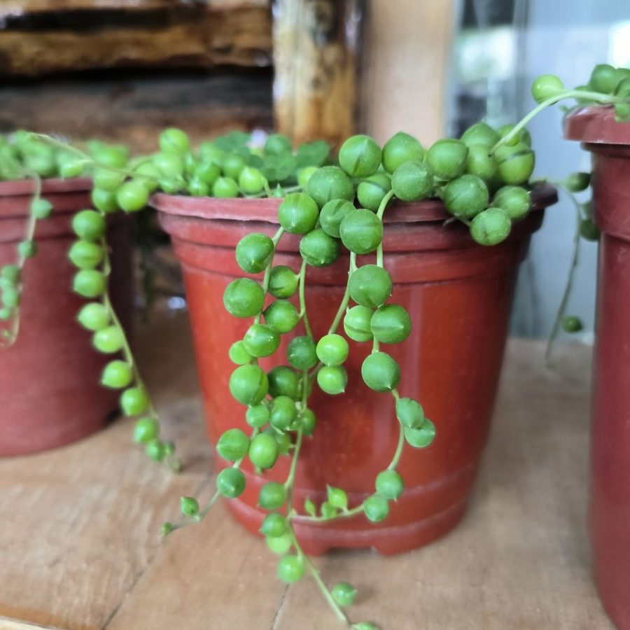 Plantas pendentes e trepadeiras