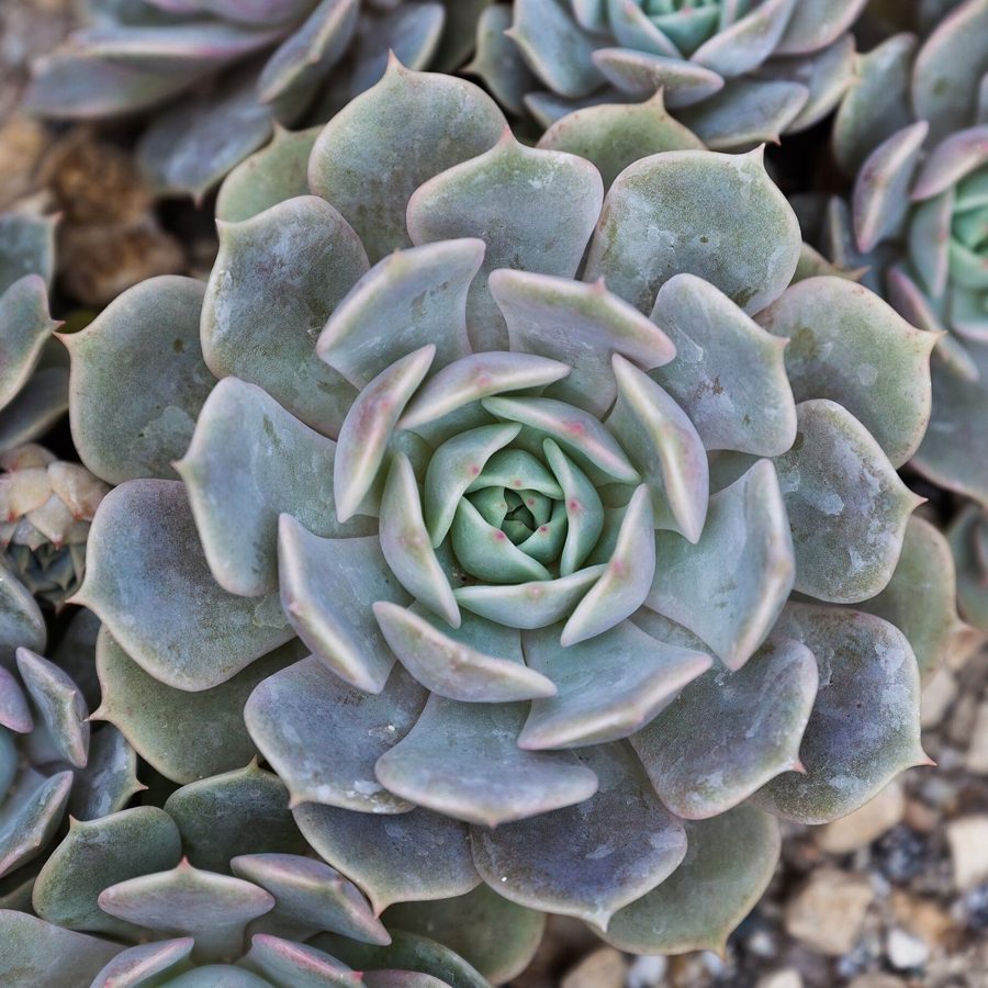Suculentas e cactos